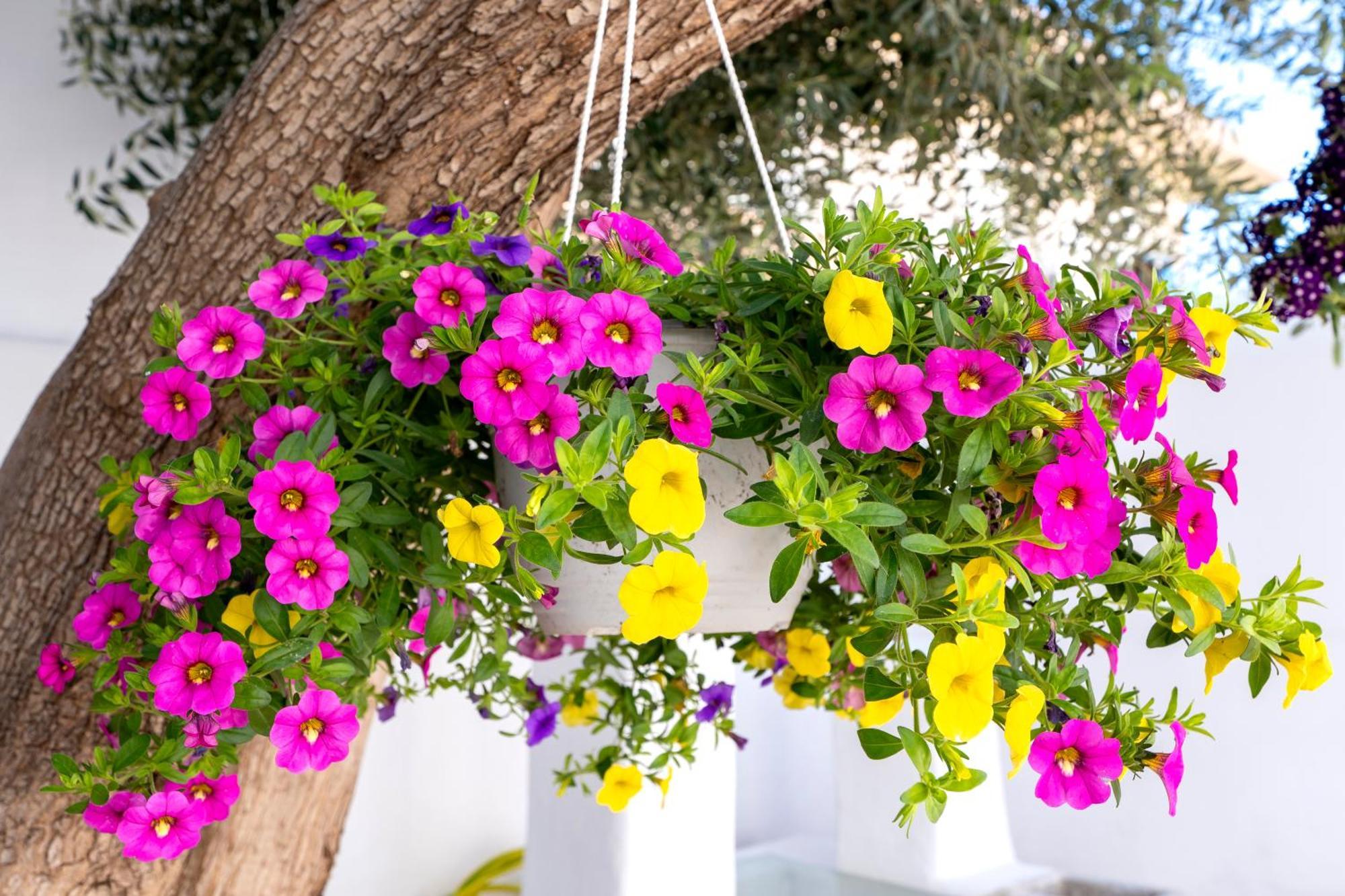 Villa Del Capo Suites Rhodes City Kültér fotó