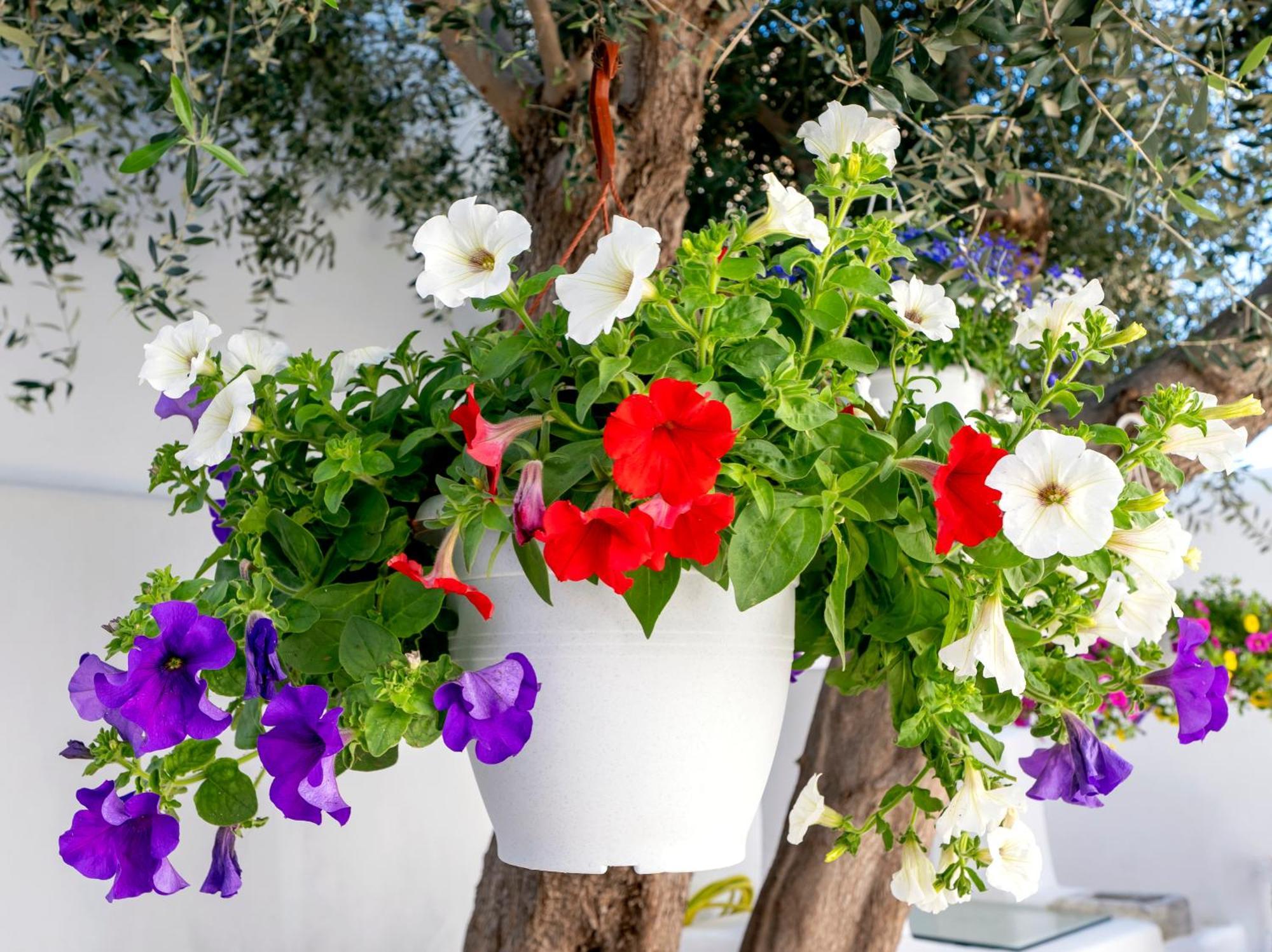 Villa Del Capo Suites Rhodes City Kültér fotó